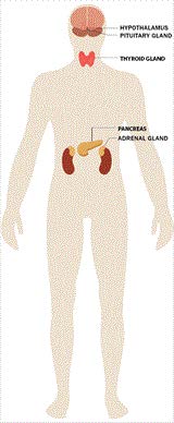 Effects of Stress_Endocrine System