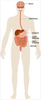 Effects of Stress_Gastrointestinal System